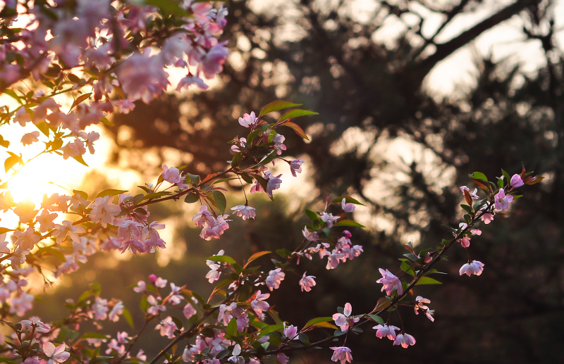 夕阳下的海棠花jpg
