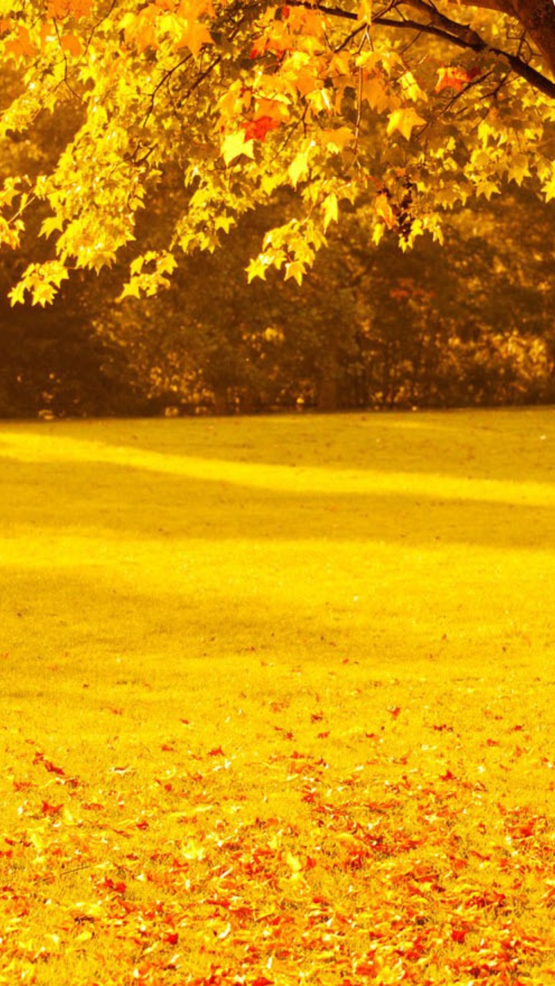 风景黄色树叶H5背景素材