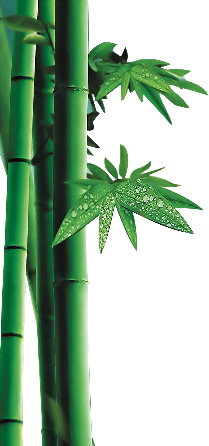 竹子植物元素