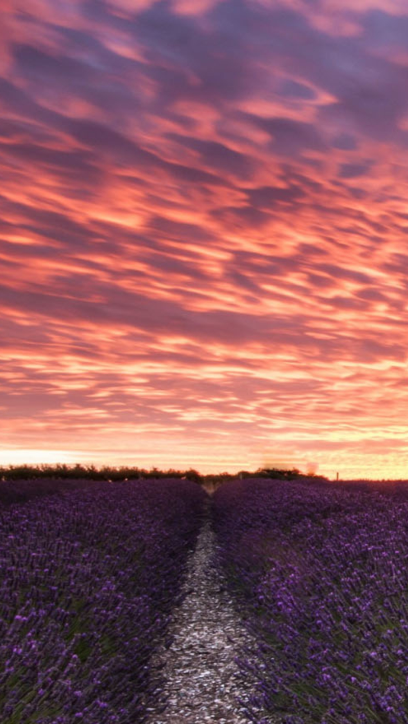 风景天空红云紫花H5背景素材