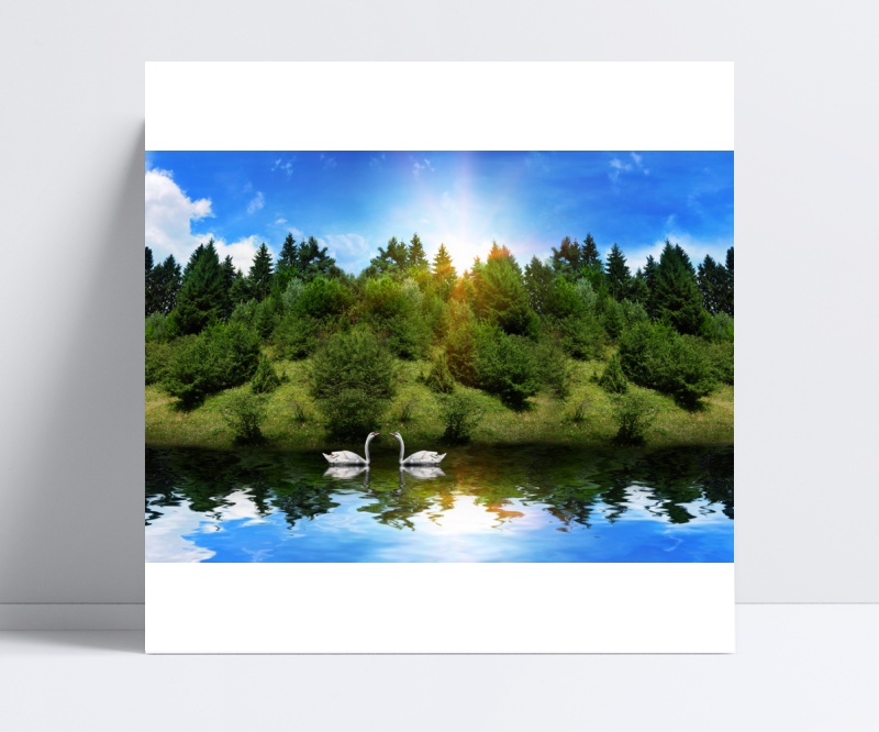 湖泊天鹅树木背景墙图片