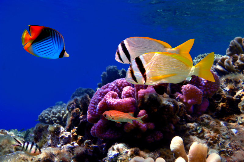 海底珊瑚和游动的鱼图片