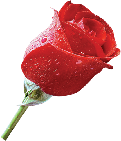 带露珠鲜艳红色玫瑰花