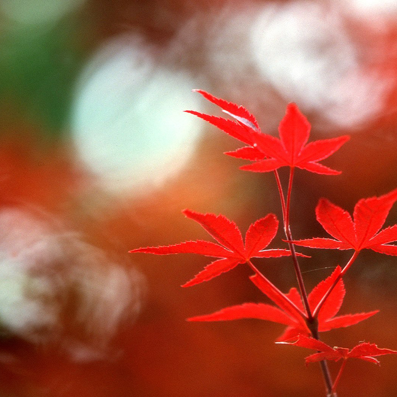 红色枫叶树枝淘宝主图背景