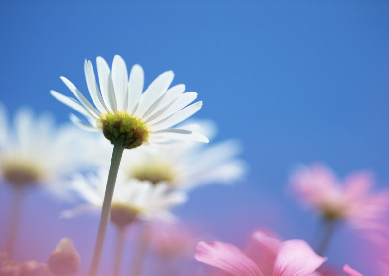 蓝天下盛开的洁白花朵