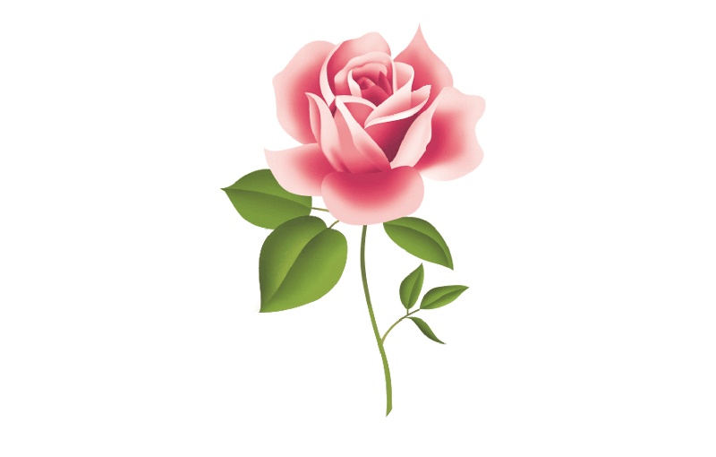 粉色玫瑰花朵图案元素