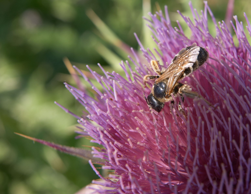 针刺花芯中的蜜蜂