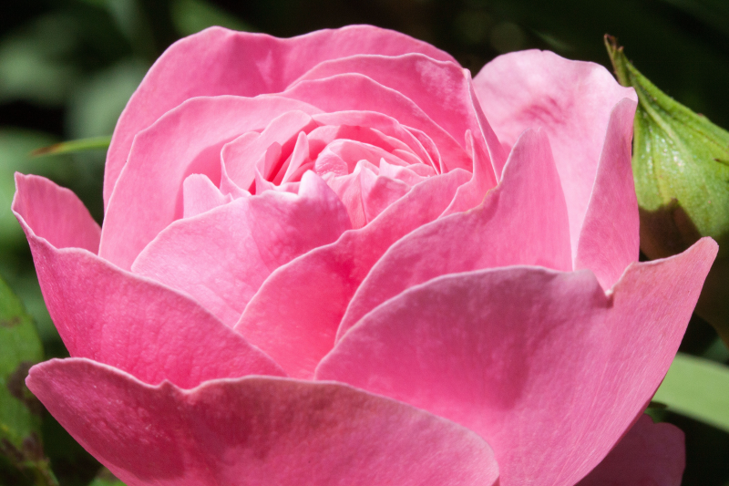 漂亮的粉色玫瑰花jpg