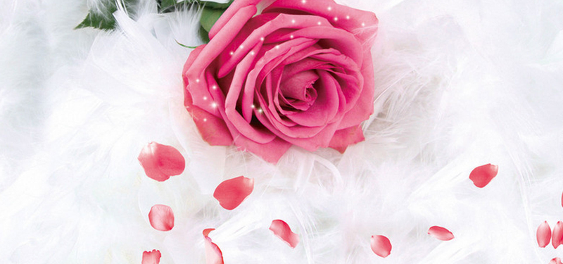 时尚粉色玫瑰羽毛背景