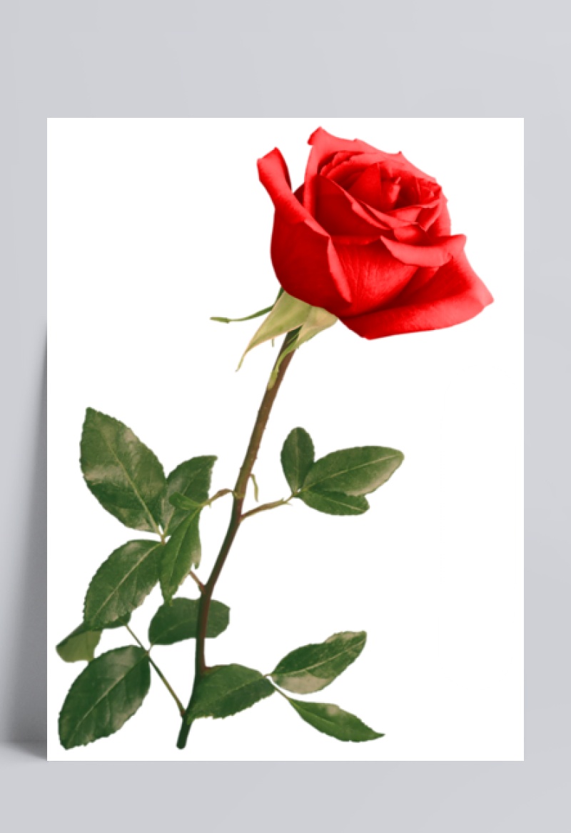 一朵红色玫瑰花设计模板素材