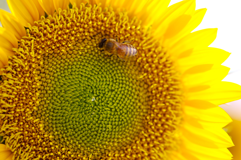 盛开的向日葵和勤劳的蜜蜂