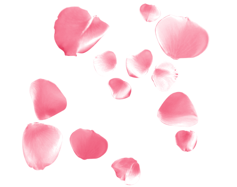 散落的粉色花瓣图片设计模板素材