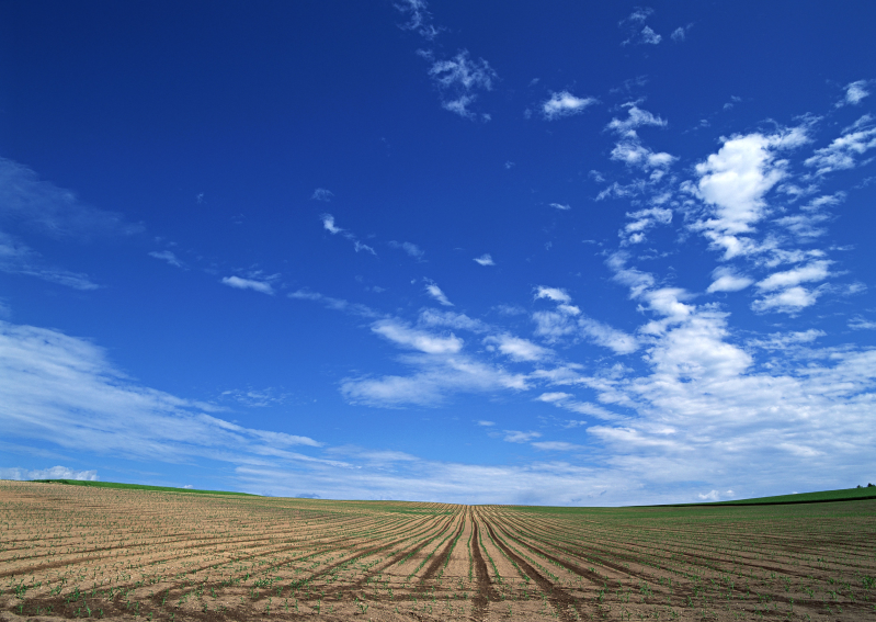 蓝天白云下整齐地种着秧苗的农田