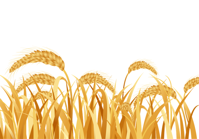丰收季节金黄色麦穗