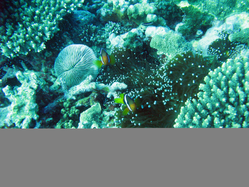 珊瑚礁高清背景图片