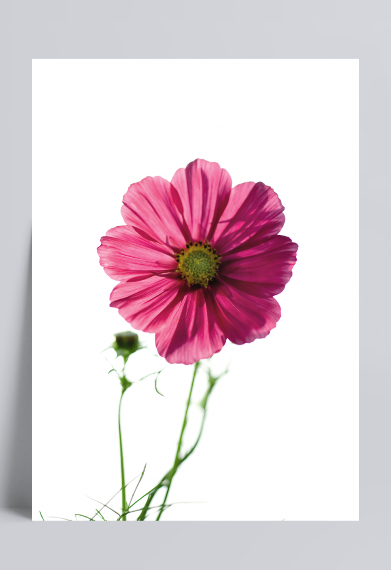 美丽粉红色花卉摄影图片