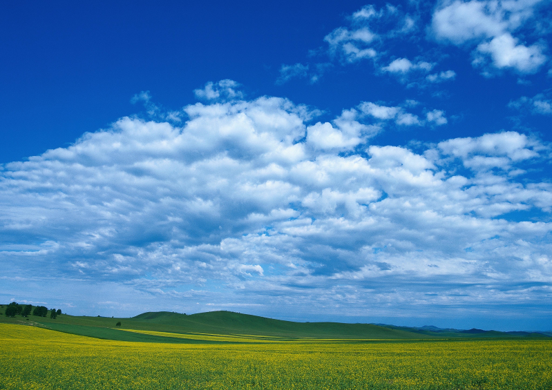 蓝天白云下开满黄色花朵的田野