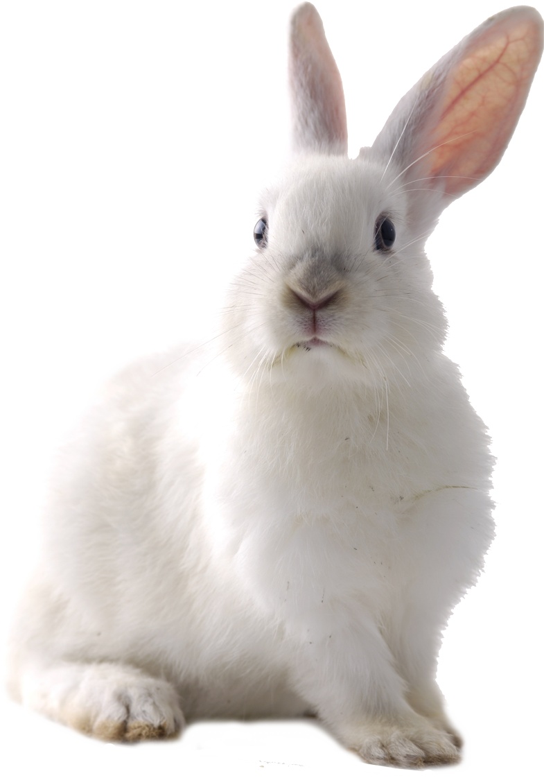 白色兔子动物元素