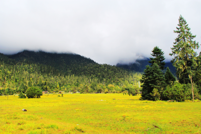 黄色的草地和云雾笼罩的高山