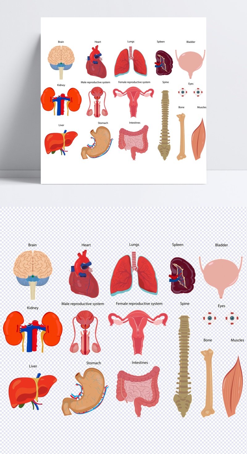 矢量卡通内脏