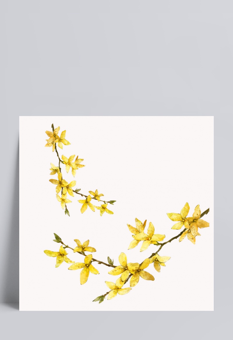 黄色迎春花水彩设计素材
