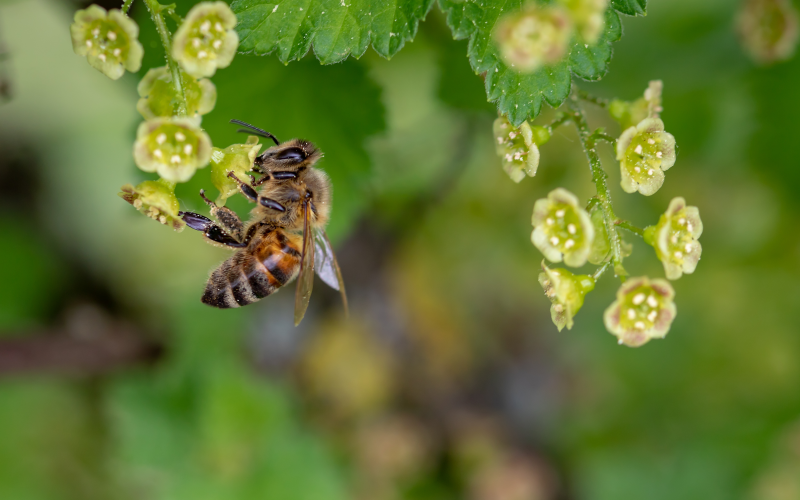 在采花蜜的小蜜蜂特写摄影高清图片