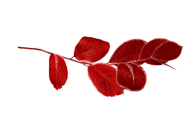 红色树叶PNG素材