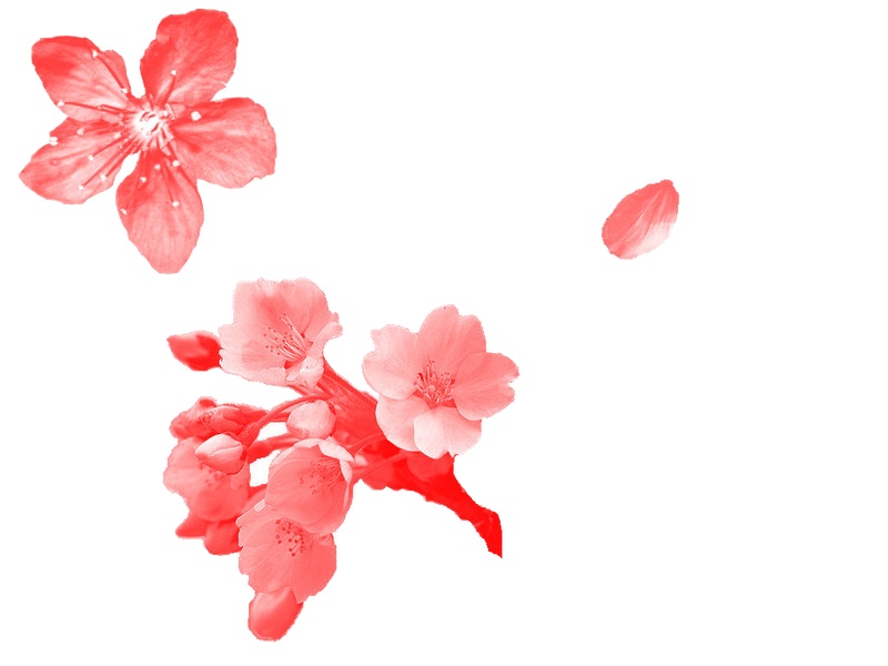 中国风鲜红色樱花装饰元素