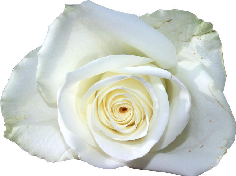花卉白玫瑰