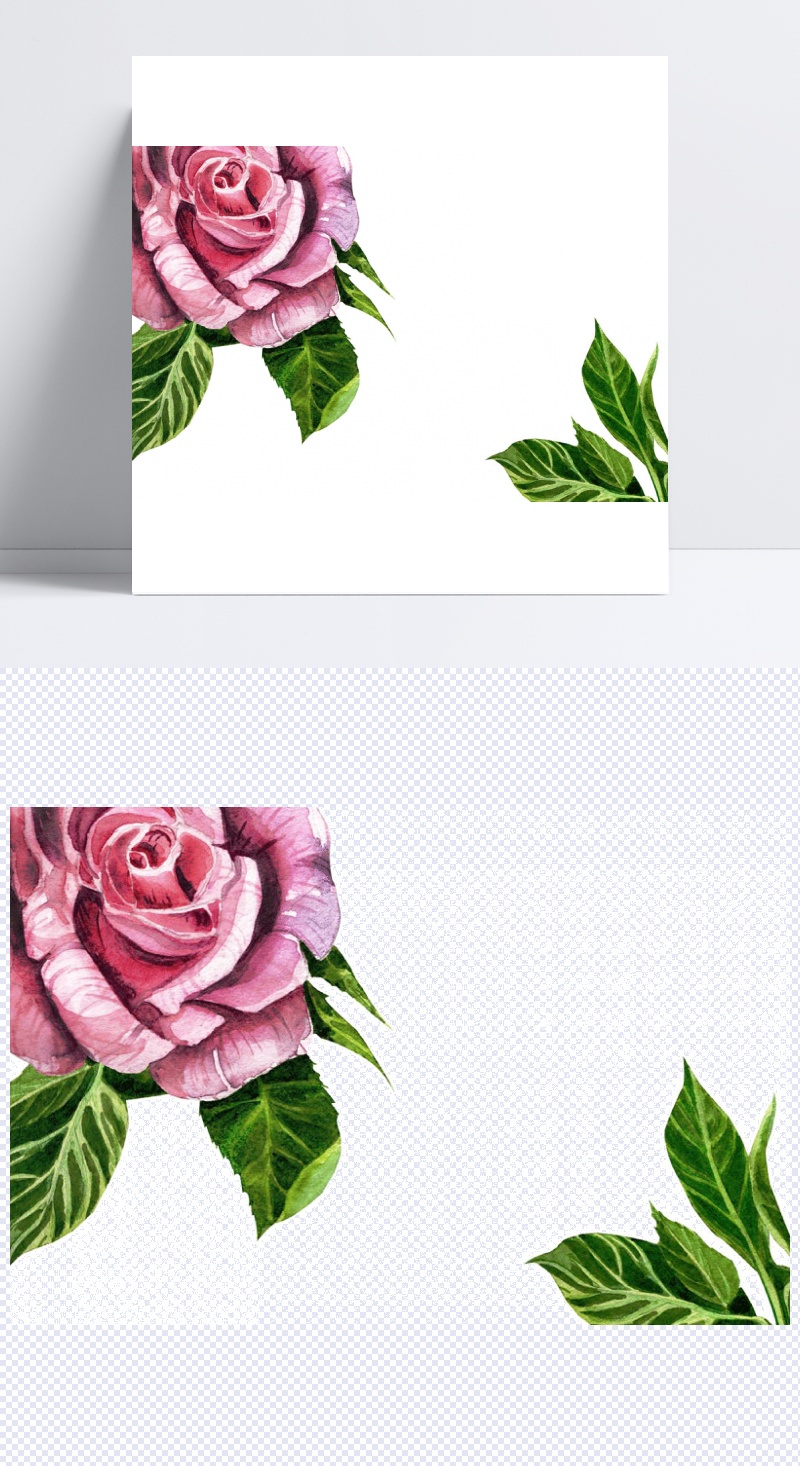 玫瑰花朵与绿叶设计图片