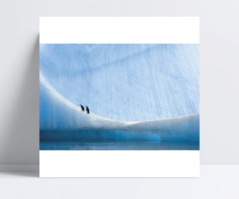 南极冰川企鹅