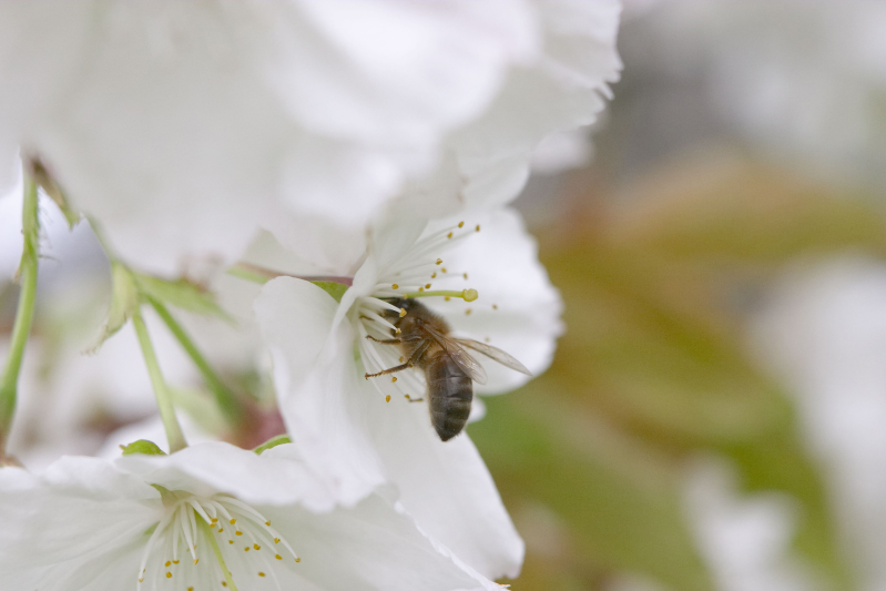 白色花丛中正在采蜜的蜜蜂特写
