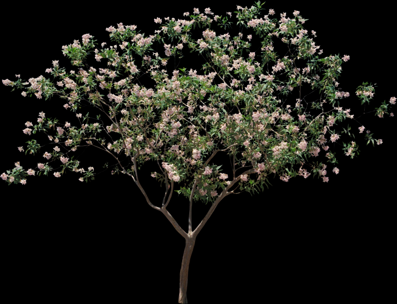 一棵开有粉色小花的树木