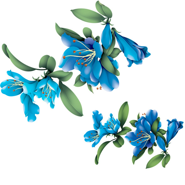 迷人蓝色花朵