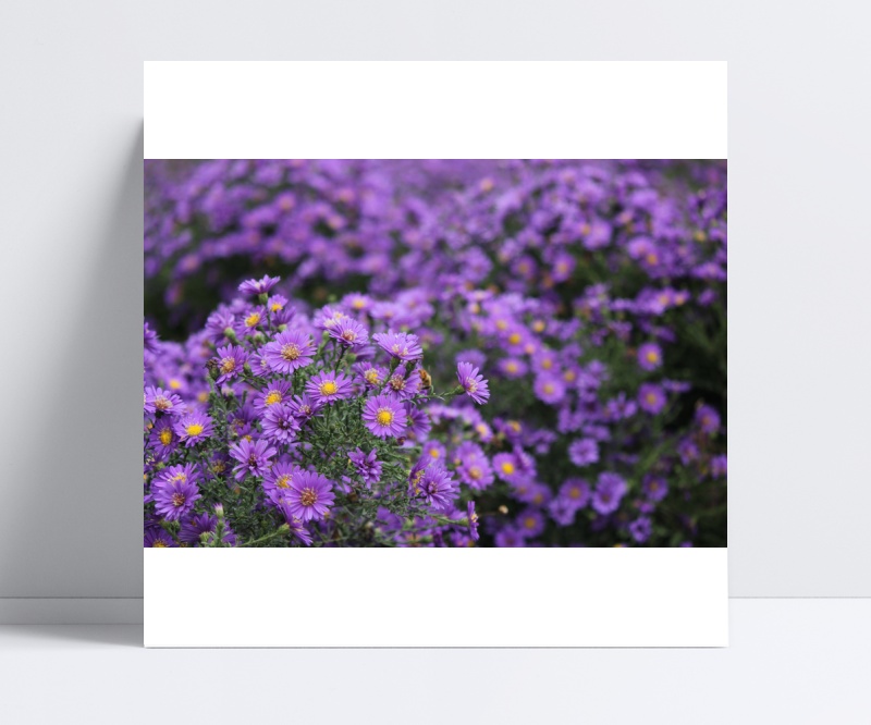 花花类紫菊花