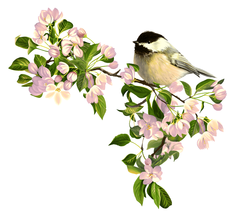 手绘小鸟与粉色樱花
