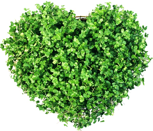 绿色心形小草植物元素