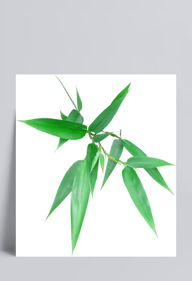 绿色清新竹叶装饰图案