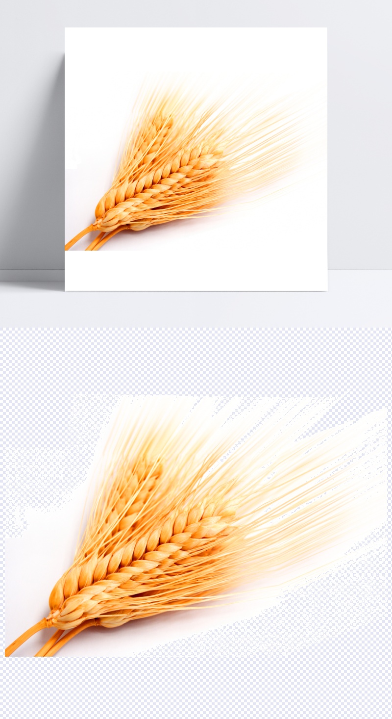 金黄色小麦麦穗麦子