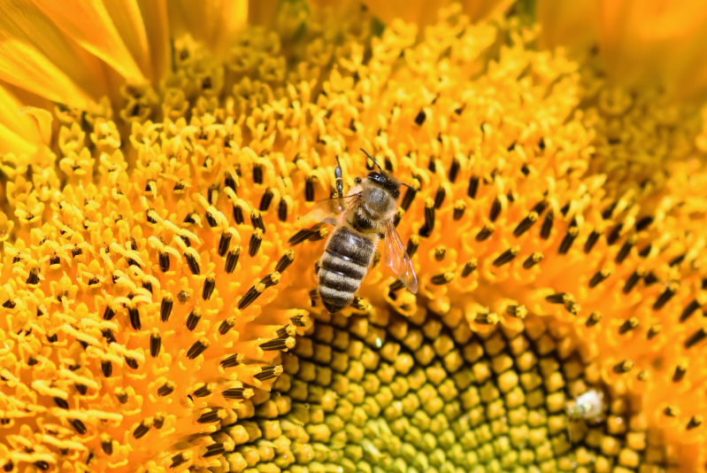 在向日葵花蕊上的蜜蜂摄影高清图片
