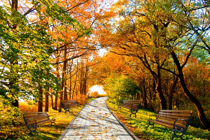 秋天枫叶风景素材图片
