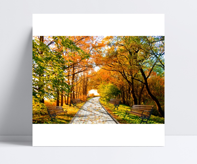 秋天枫叶风景素材图片