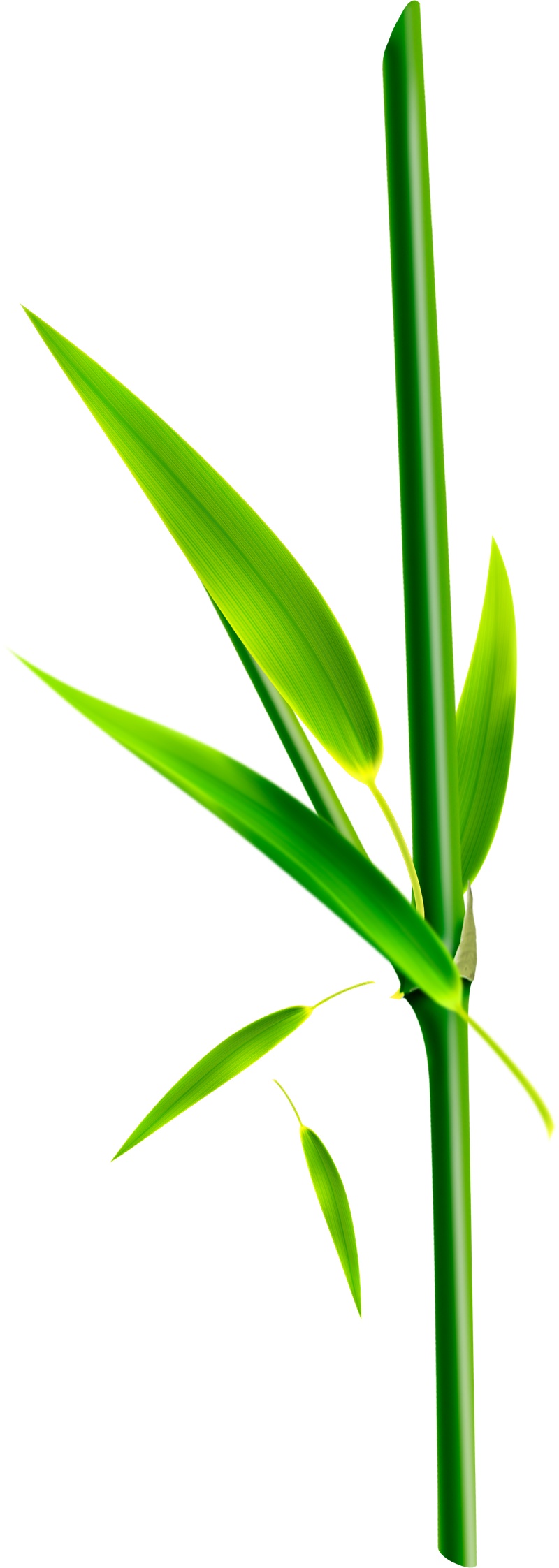 竹叶竹竿植物元素