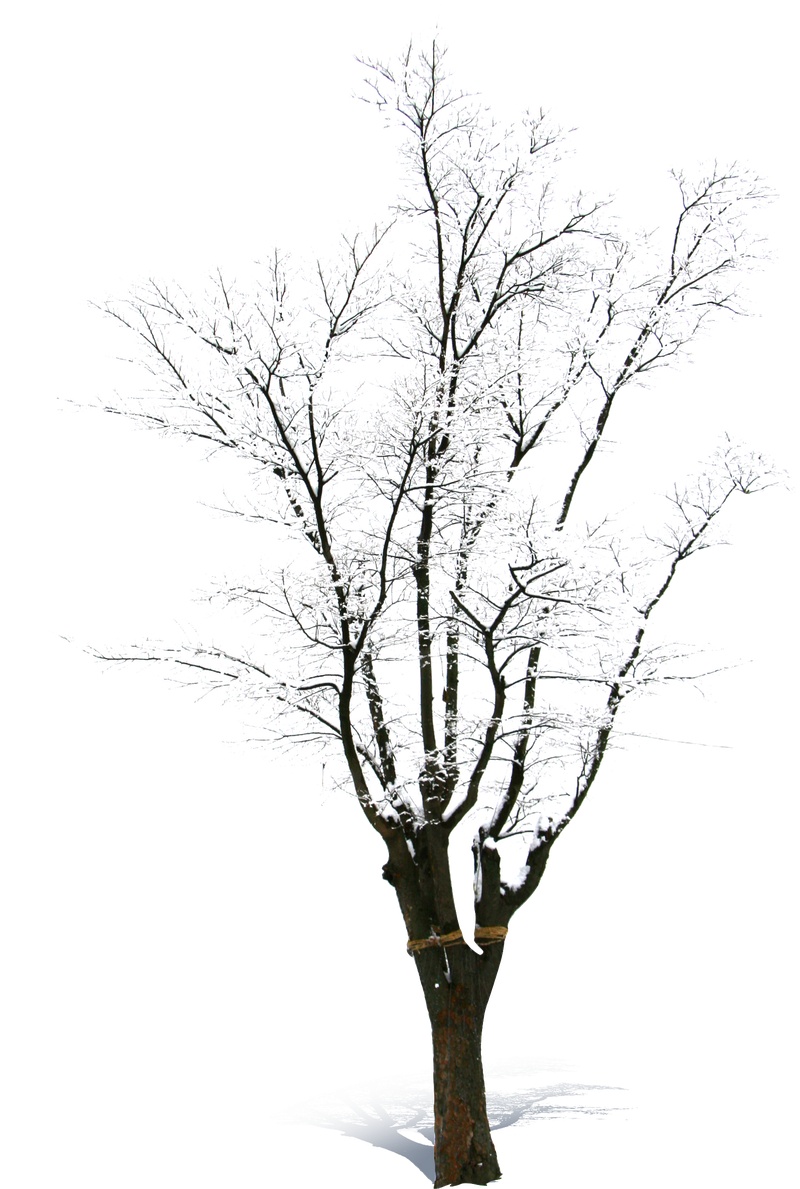 冬天的树植物元素