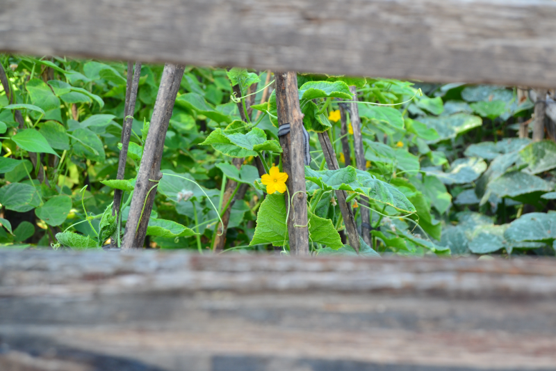栅栏缝的黄瓜花