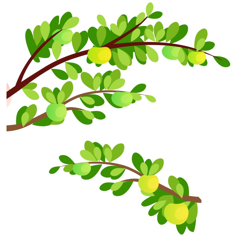 卡通植物夏季果树树叶