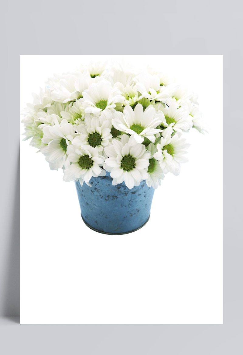 白色菊花花盆生活用品