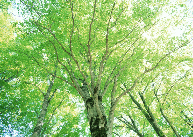 翠绿树叶的古老树木
