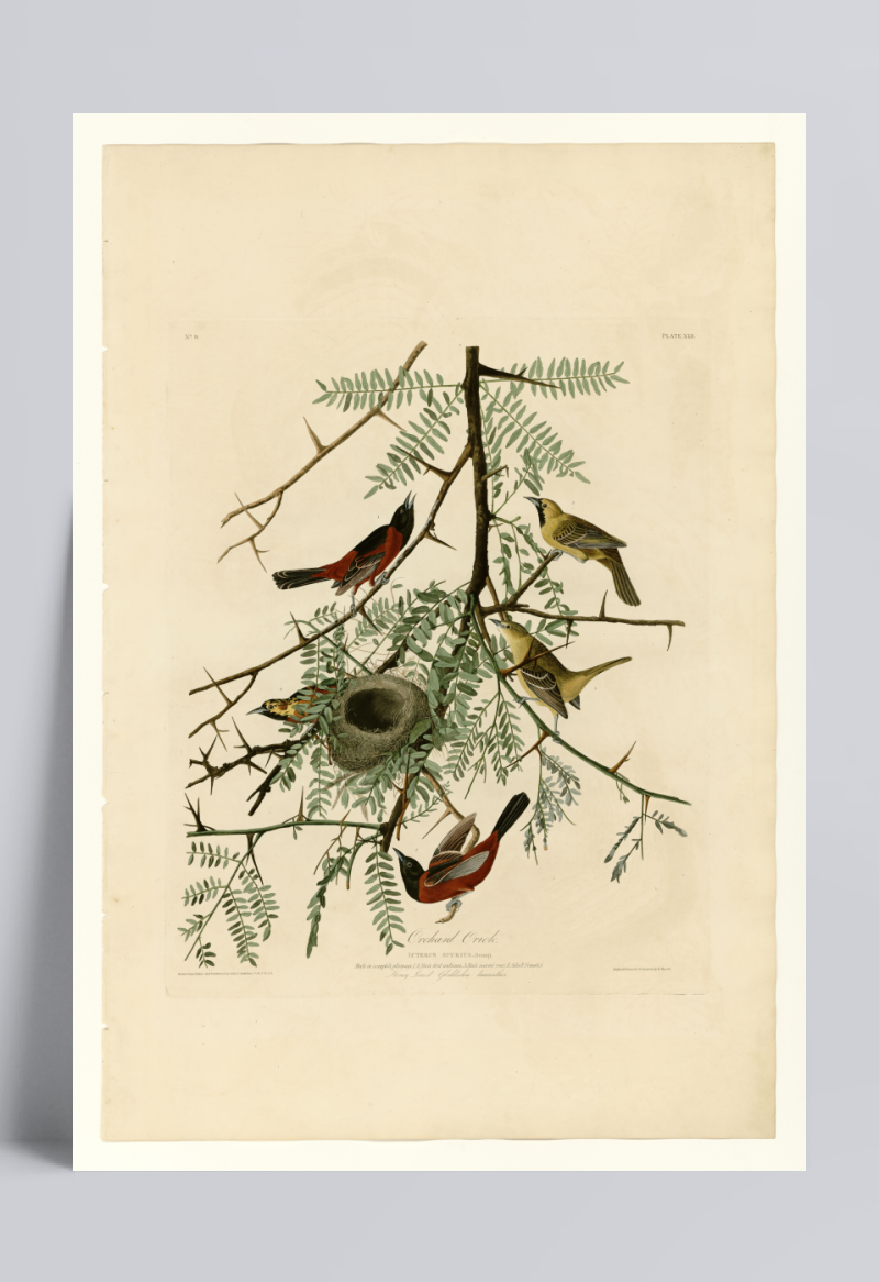 树枝上鸟窝和小鸟装饰画图片