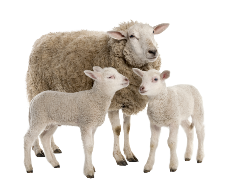 一只绵羊和两只小羊